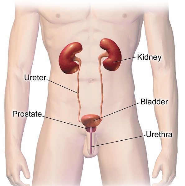 16.5.2 Urinary System - Ureters