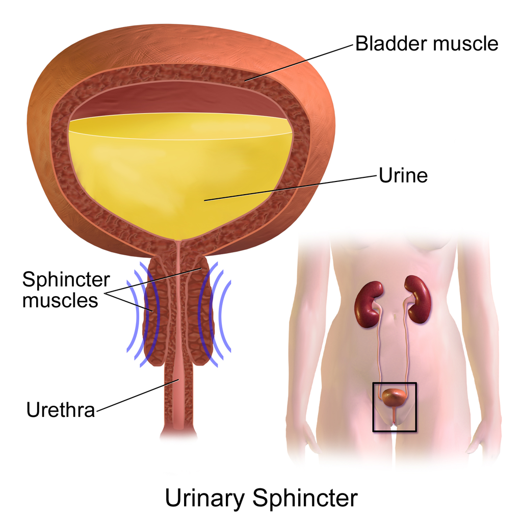 16.3.5 Urinary sphincter