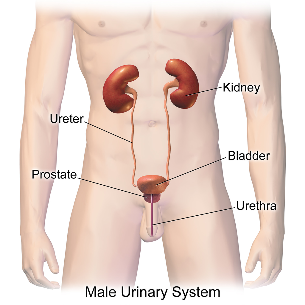 16.3.2 Urinary System
