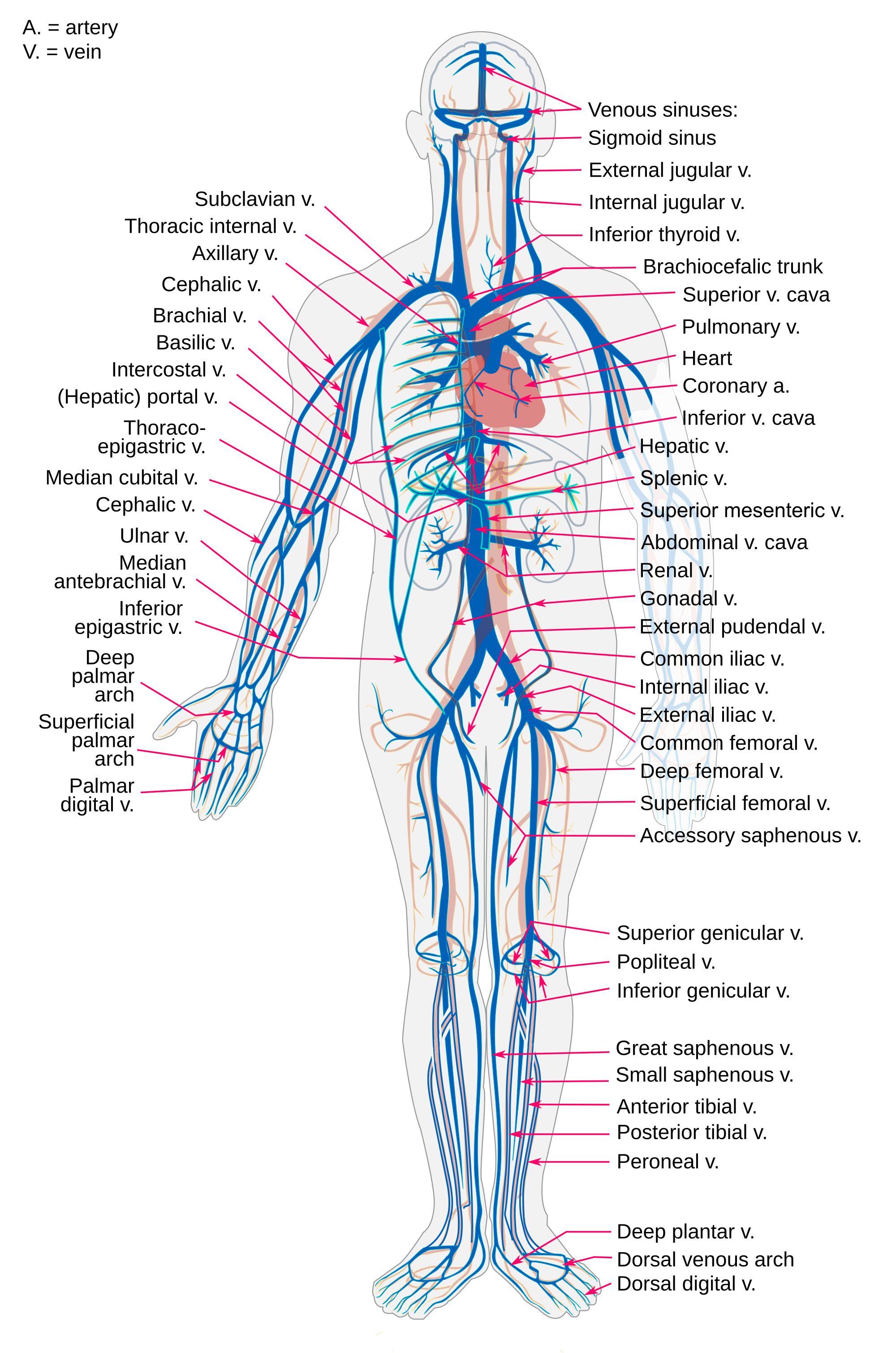 label-the-blood-vessel-human-bio-blood-vessels-biology-i-all