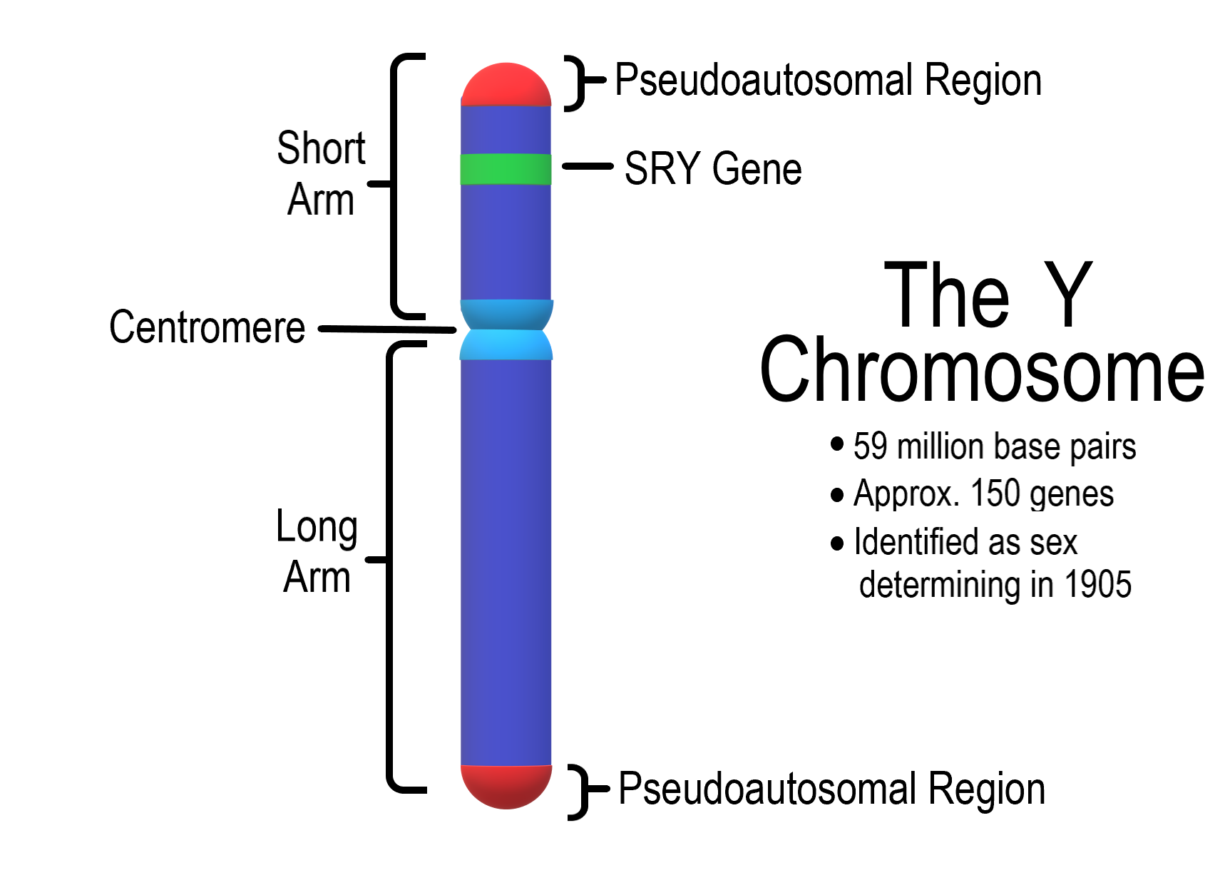 18.2.2 Y Chromosome SRY gene
