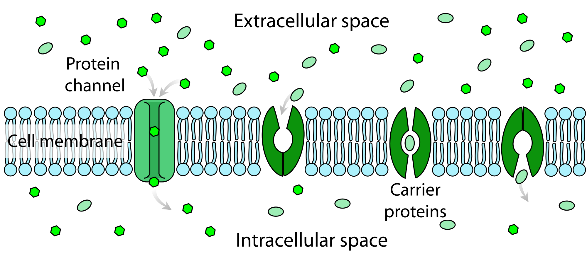 Image shows a diagram of a cell membrane with different types of transport proteins imbedded. There are protein channels which allow small hydrophilic ions or molecules through, and there are carrier proteins which bind with a particular ion of molecule, and then shape in such a way that it moves the ion or molecule across the plasma membrane,