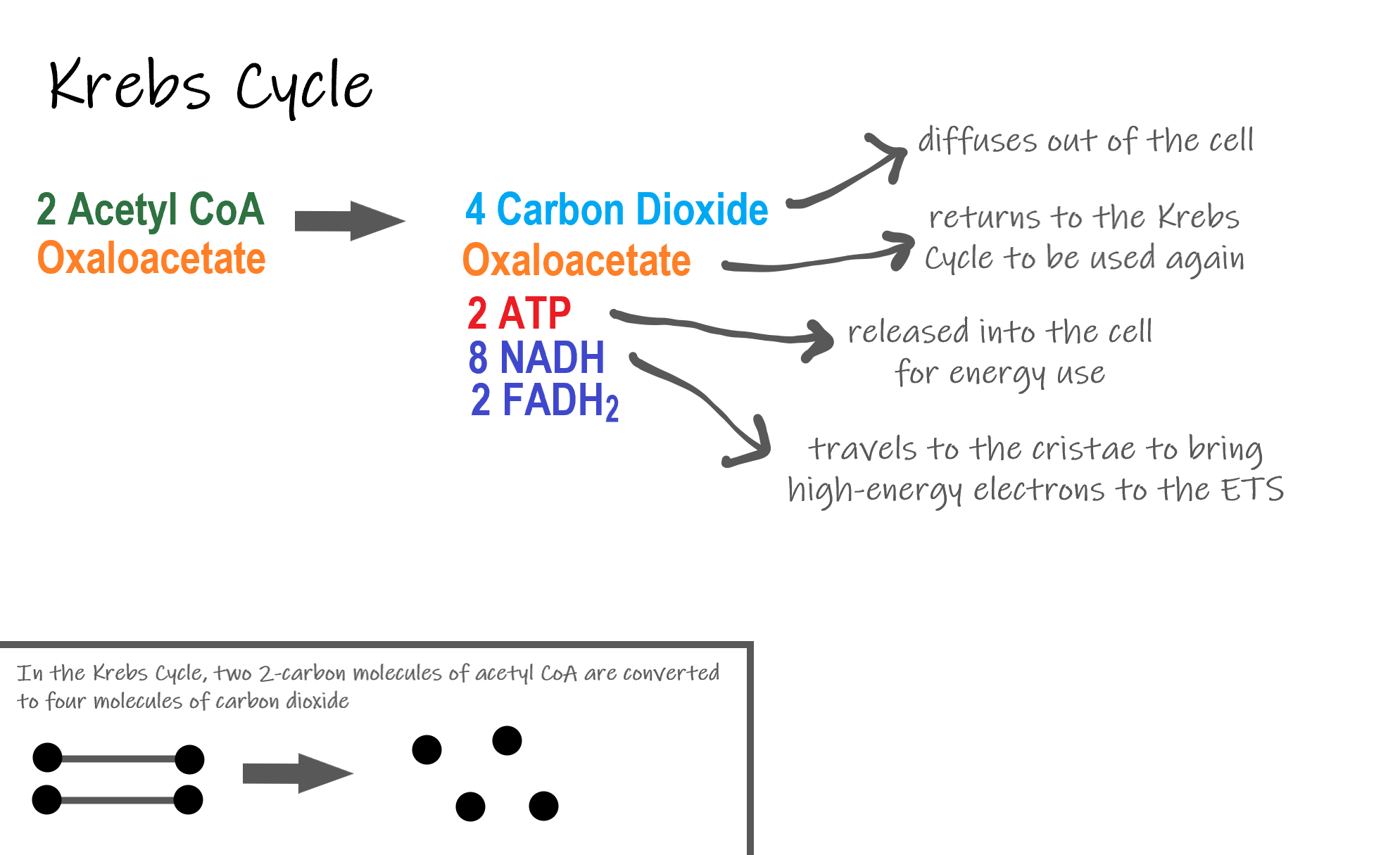 Image shows a diagram of the reactants and products of the Krebs Cycle. Two molecules of acetyl CoA are converted to 4 carbon dioxide which are released as cellular waste, 2 ATP which are used in the cell for energy, and 8 NADH and 2 FADH2, both of which travel to the ETS.