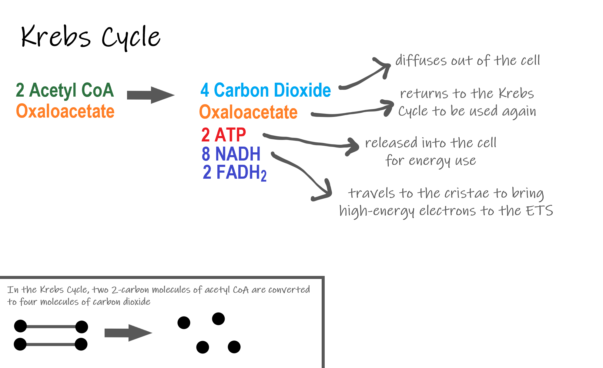 in which phase of cellular respiration is water made