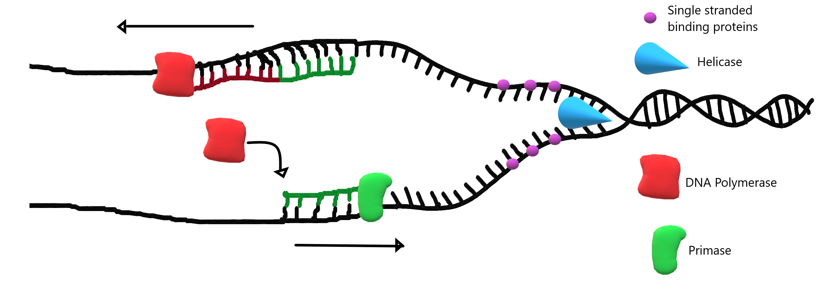 Image shows a diagram of DNA replication. Helicase is separating the two strands of DNA, single stranded binding proteins are holding open the strand of DNA. Primase is laying down primer sequences to cue DNA polymerase where to begin synthesizing the new strand of DNA