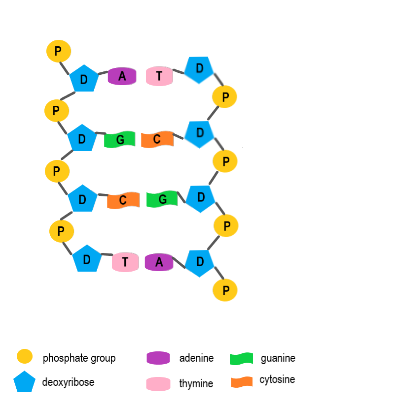 Image shows a diagram of DNA in which the two strands run antiparallel to one another. This means that the nucleotides in the left-hand strand are oriented with the phosphate group in the "up" position, but in the right-hand strand the phosphate group is oriented in the "down" position.