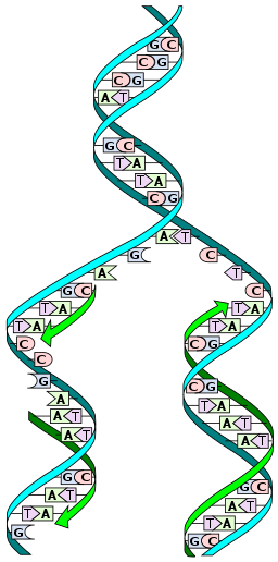 Image shows a diagram of DNA replication taking place. A single strand of DNA is partly unwound and new sections of complementary DNA are being added on each of the separated strands.