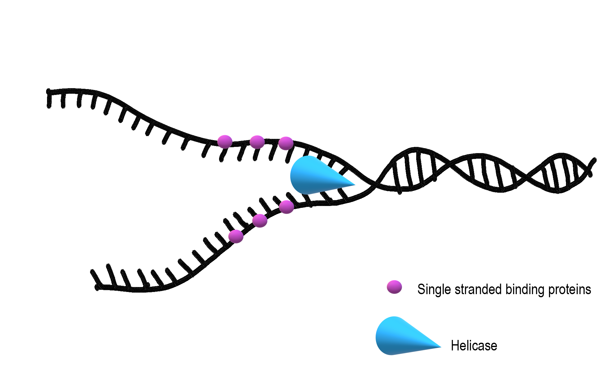 Image shows a diagram of helicase unwinding and unzipping a double stranded section of DNA. Single stranded binding proteins bind to the newly separated strands to prevent them from re-forming the hydrogen bonds.