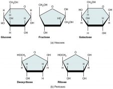 3.4 Carbohydrates – Human Biology