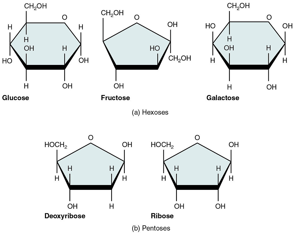 3-4-carbohydrates-human-biology