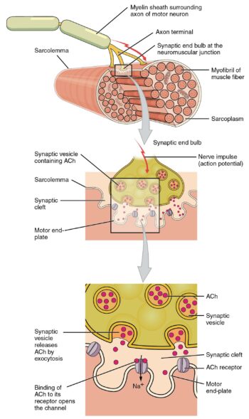 12.4 Muscle Contraction – Human Biology