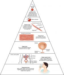 7 2 Organization Of The Body Human Biology 7-2-organization-of-the-body-human-biology
