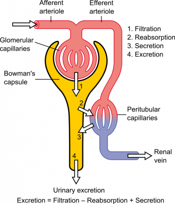 16.4 Kidneys – Human Biology