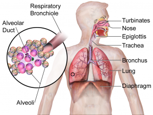 16.2 Organs of Excretion – Human Biology