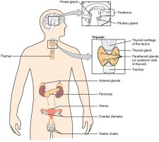 9.2 Introduction to the Endocrine System – Human Biology