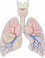 13.2 Structure and Function of the Respiratory System – Human Biology