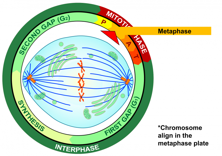 4.13 Mitosis and Cytokinesis – Human Biology