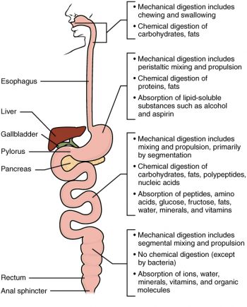 digestion absorption