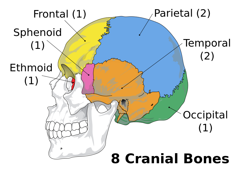 the flat bones of the skull develop from