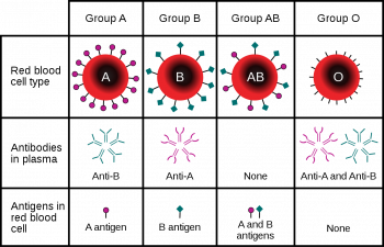 6.5 Variation in Blood Types Human Biology