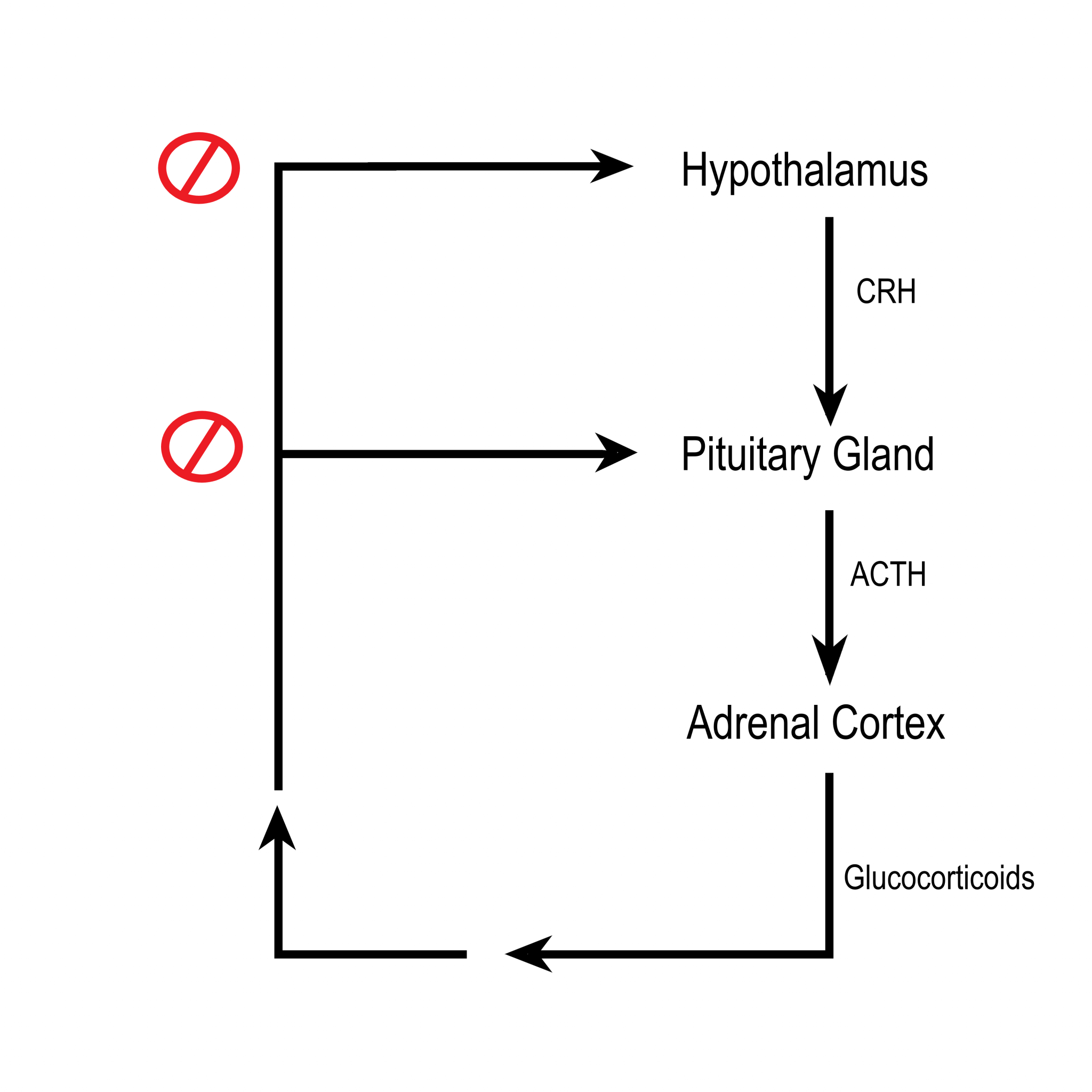 9.6 Adrenal Glands Human Biology