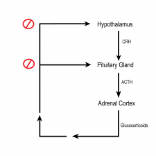 9.6 Adrenal Glands – Human Biology