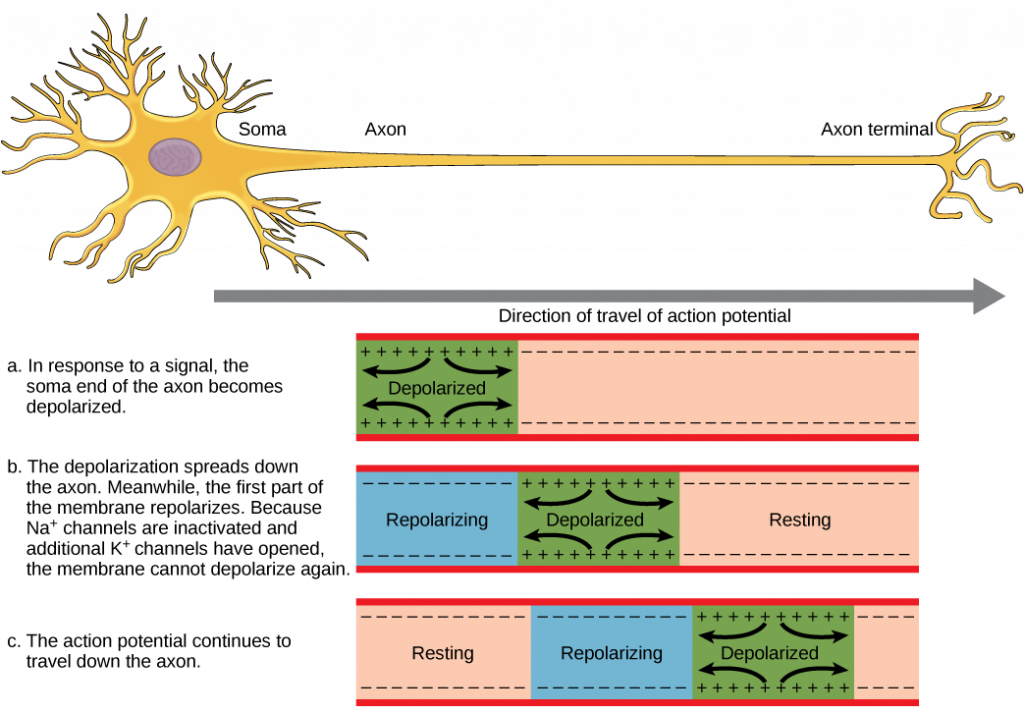 Neuron Pulse 8.4 Nerve Impulses – Human Biology