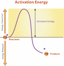 3.9 Energy in Chemical Reactions – Human Biology