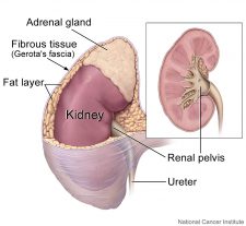 function of adrenal glands in urinary system