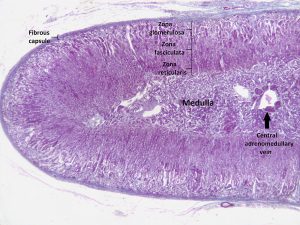 9.6 Adrenal Glands – Human Biology