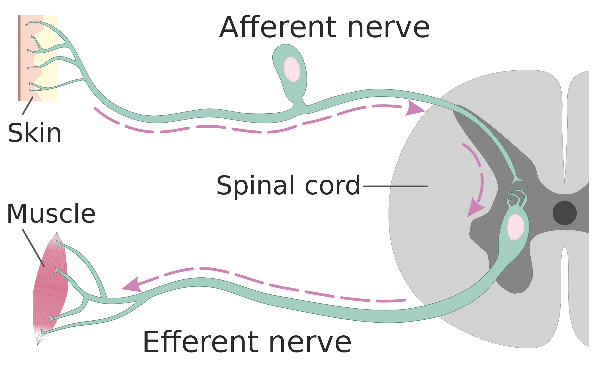 somatic nervous system example