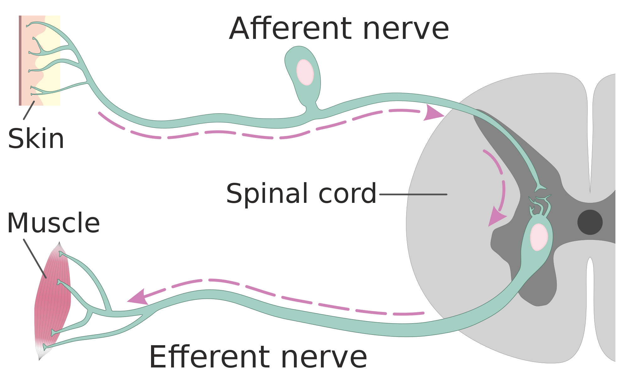 Somatic Nervous System Example Qustorganic