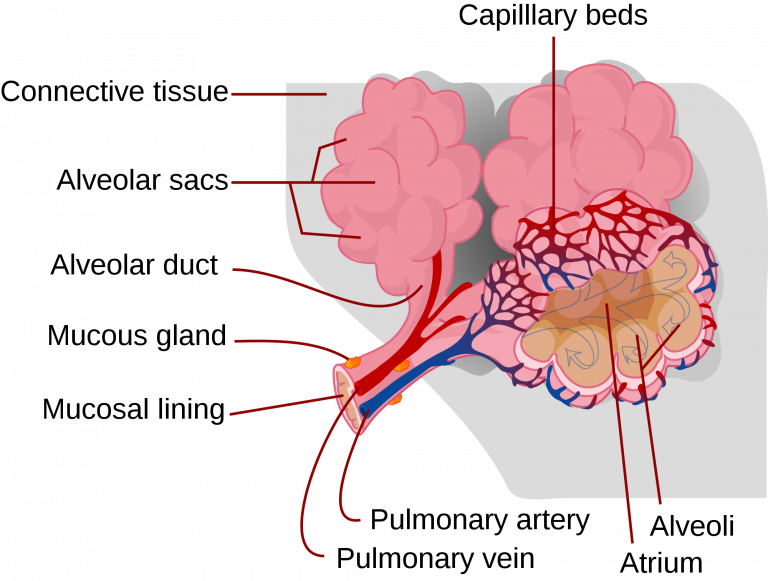 causes of alveolar dead space