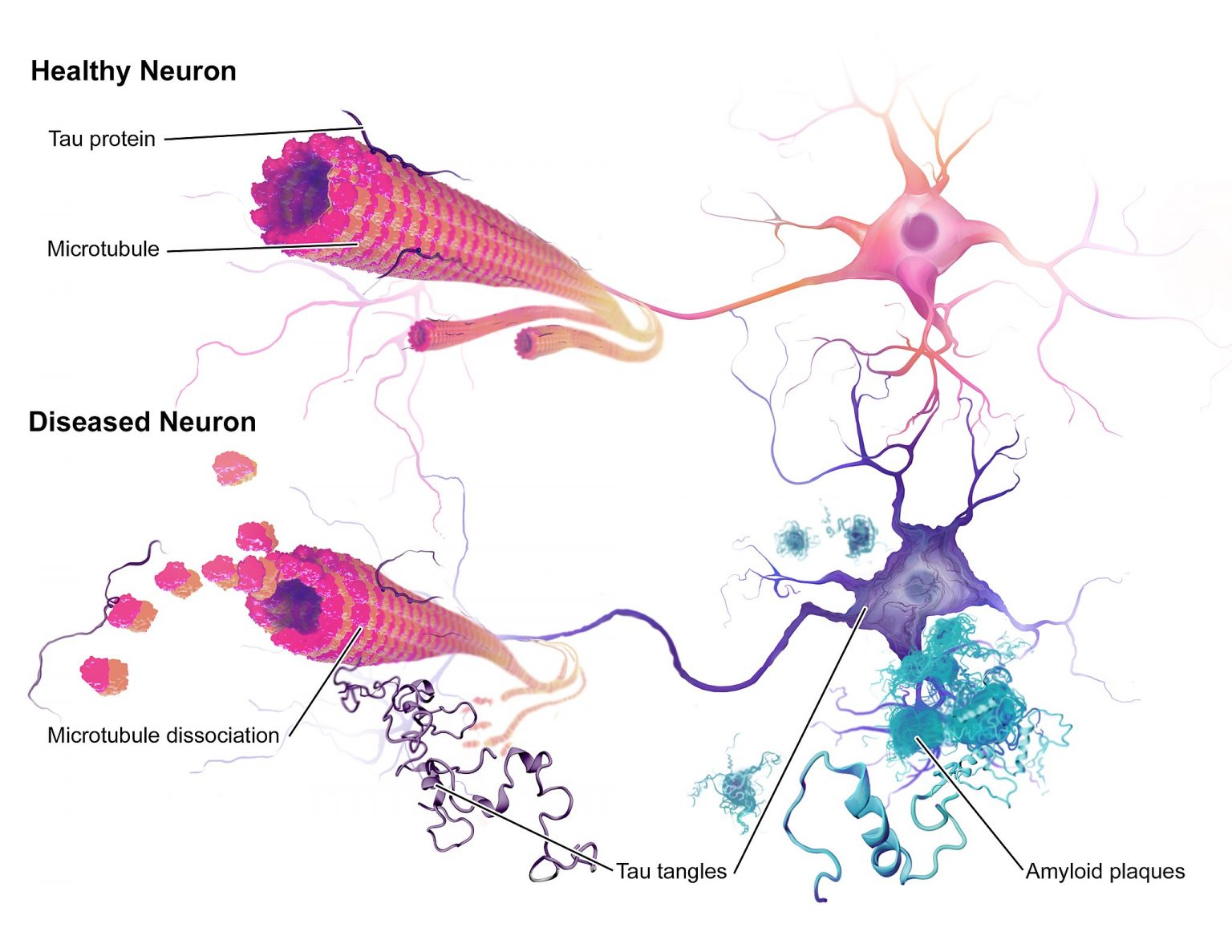 8.9 Case Study Conclusion Fading Memory Human Biology