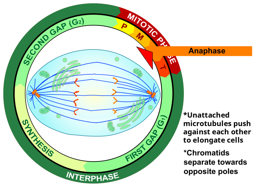 4.13 Mitosis And Cytokinesis – Human Biology