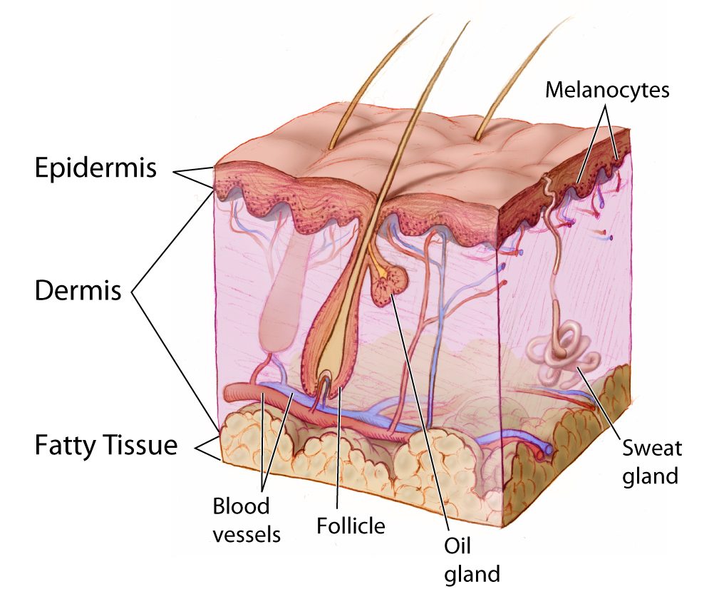 Figure 10.4.5 The dermis contains sweat and oil (sebaceous) glands, as well...