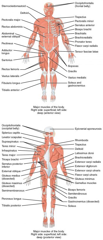 12.3 Types of Muscle Tissue – Human Biology
