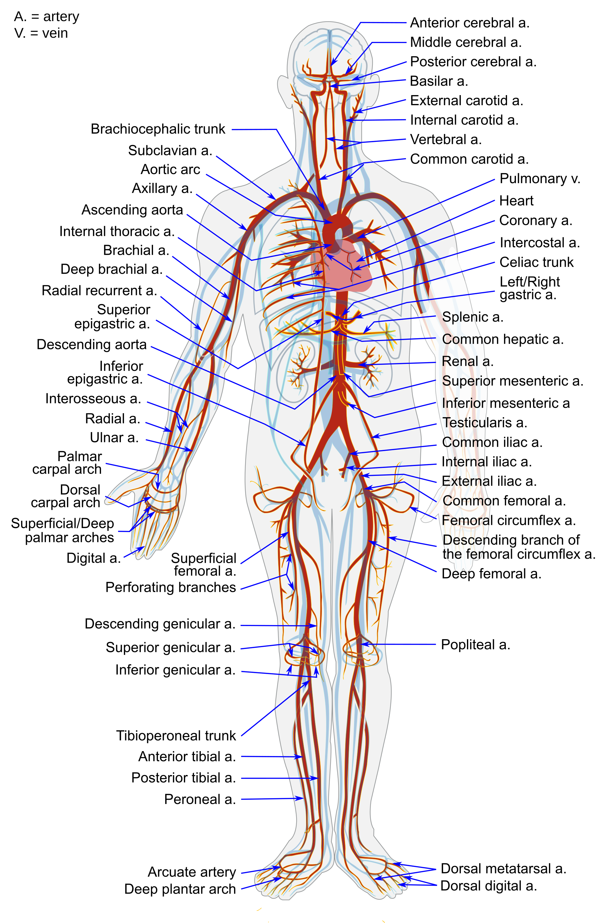 The Major Arteries Of The Body