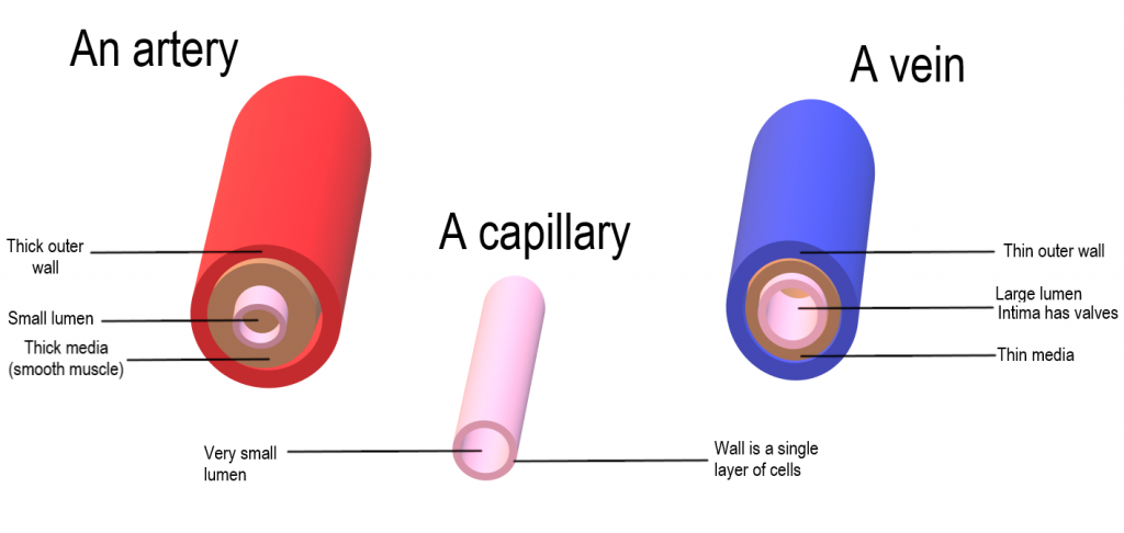 differentiate-between-veins-and-arteries