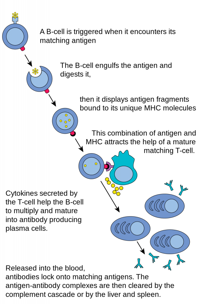 17.5 Adaptive Immune System – Human Biology