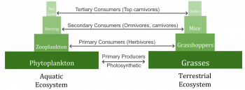 4.9 Energy Needs of Living Things – Human Biology