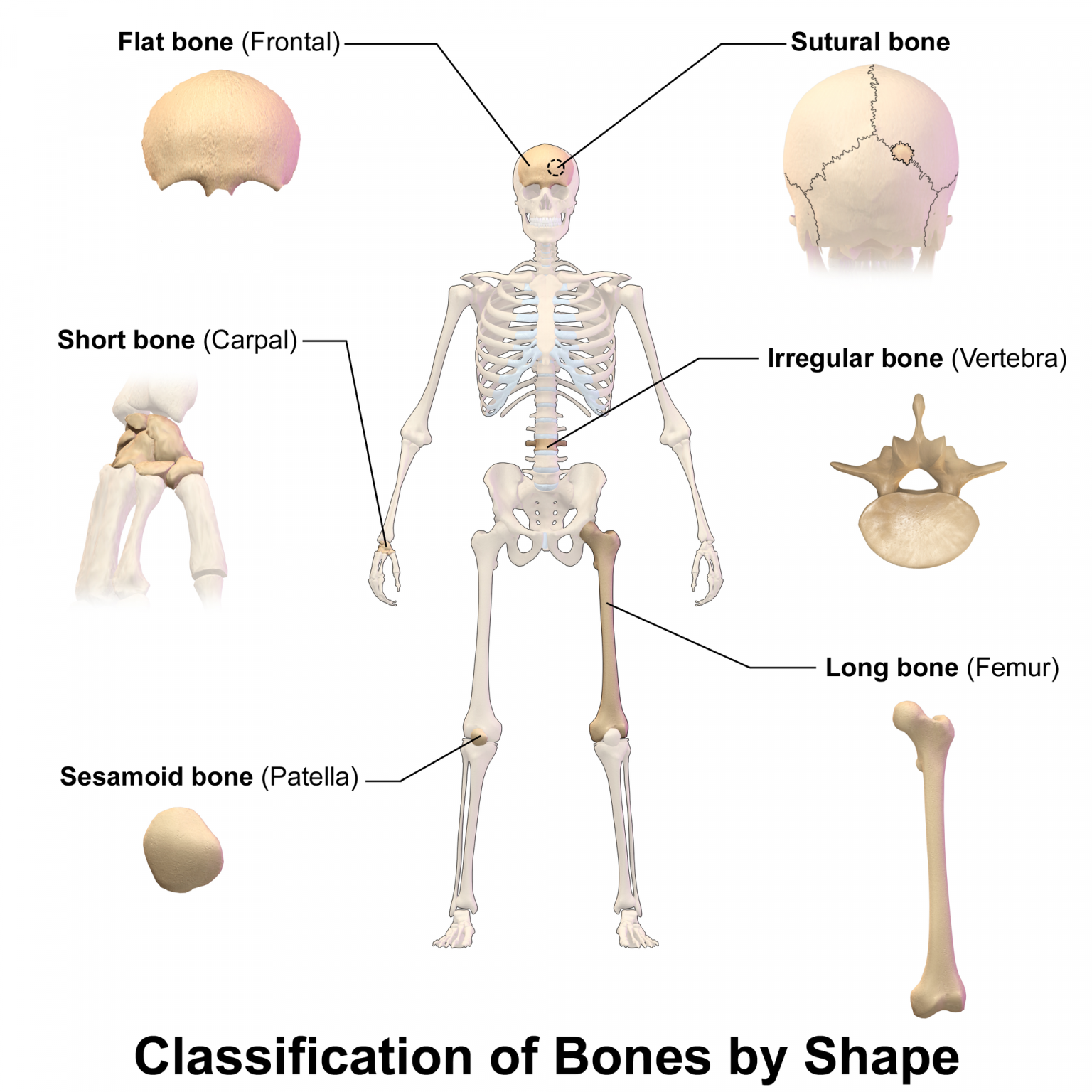 11-4-structure-of-bone-human-biology