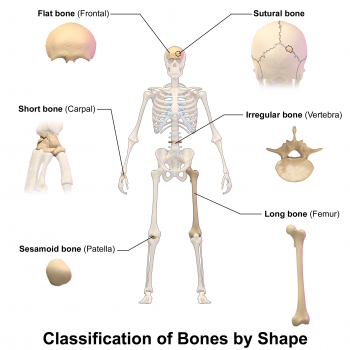 Good Bone Structure Examples 11.4 Structure of Bone – Human Biology
