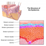 10.3 Epidermis – Human Biology