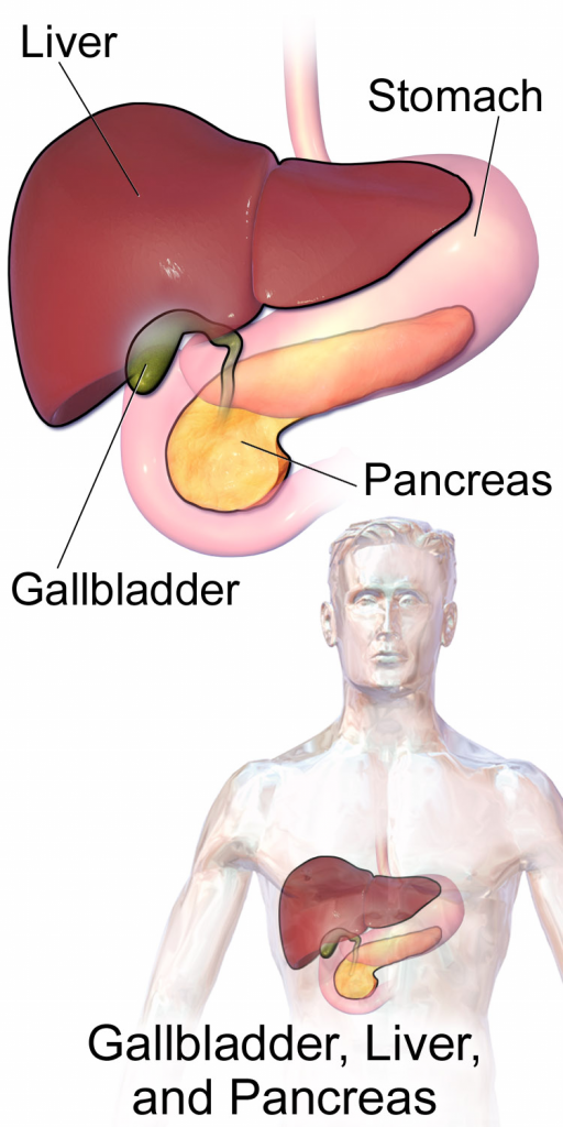 15.6 Accessory Organs of Digestion – Human Biology