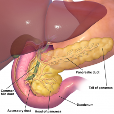 15.6 Accessory Organs of Digestion – Human Biology