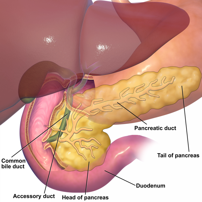15.6 Accessory Organs of Digestion Human Biology