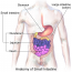 Lower Inntestine 15.5 Lower Gastrointestinal Tract – Human Biology