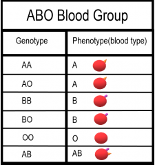 5.14 Non-Mendelian Inheritance – Human Biology