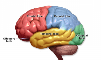 8.5 Central Nervous System – Human Biology